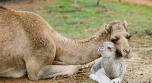 Frusturated because facebook messenger says you have an unread message, but you don't? Dad A Ugly Baby Camel Is Taking Camels Of Pakistan Facebook
