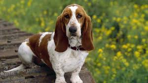 Maybe you would like to learn more about one of these? Basset Hound Price Temperament Life Span
