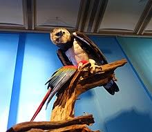 Harpy eagle perched on a branch coloring page bird coloring. Harpy Eagle Wikipedia
