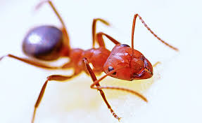 California, colorado, florida, massachusetts, michigan, nevada, new hampshire, new jersey, vermont. Craig Sons Termite Pest Control Serving Riverside County Ca