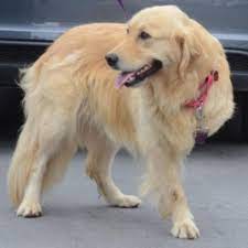We did not find results for: Golden Rescue Page 6 Of 8 What S New