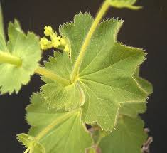 Image result for Alchemilla kiwuensis