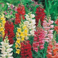Antirrhinum Rust Resistant Mixed Seeds From Mr Fothergill S Seeds And Plants