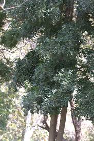 Image result for Ptaeroxylon obliquum