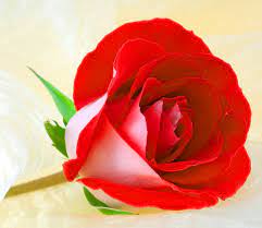 They give you best possible rates, cake options, decorative articles and flowers of course. Girl Flowers Dps For Whatsapp Novocom Top