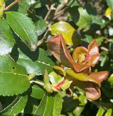 They both produce beautiful blooms and have notable if your plant does contract a disease, remove the infected branches, flowers, and leaves immediately. Camellia Sasanqua Sasanqua Camellia North Carolina Extension Gardener Plant Toolbox