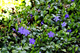 We did not find results for: Pin On Gardening Plants
