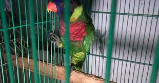 Cara membuat glodok lovebird dari paralon 8 inch. Cara Membuat Kandang Burung Nuri Yang Ideal