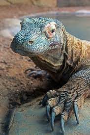 390 Lizards Galore Ideas Reptiles And Amphibians Reptiles Amphibians