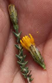 Image result for Pegolettia retrofracta