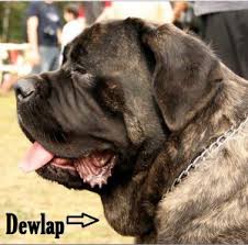 When you don't want to wash your dog is for 48 hours after applying a topical flea. Dog Swelling Neck Daily Dog Discoveries
