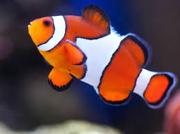 Voilà un coloriage surprenant qui s'anime au dépliage ! Avec Qui Faire Cohabiter Un Poisson Clown En Aquarium