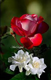 Pin By Blair On Fresh Flowers Arrangements In 2020 Fresh Flowers Arrangements Flowers Rose Art