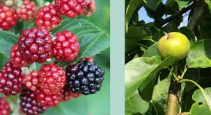 That's actually the definition of fruit (vs a vegetable) but blackberries have several seeds, bunched together like grapes. Backyard Fruit Tree Workshops University Of Illinois Extension