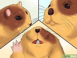 Cara Mengetahui Jika Hamster Sekarat 7 Langkah Dengan Gambar