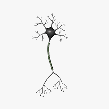 Neuron 3d Model Ad Neuron Model Brain Neurons Neurons Science Tattoos