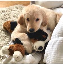 Oh My What A Little Sweetie Pie Cute Animals Puppies Retriever Puppy Cute Baby Animals