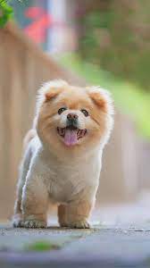 I Would Like This Haircut On My Baby Cute Animals Cute Dogs Pomsky Puppies
