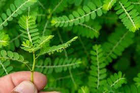Image result for Phyllanthus amarus