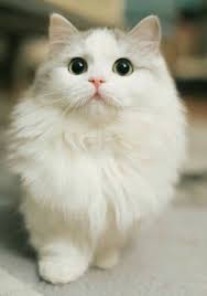 Neko Changlix In 2020 Cute Baby Cats Cute Animals Pretty Cats