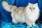 Meet the Fluffy Cat Breeds | Petfinder