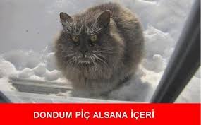 Kediler Karda Usur Mu
