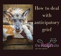 Nearing The End – Coping With Anticipatory Pet Loss Grief