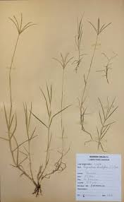 Image result for Cynodon