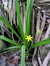 Image result for Hypoxis angustifolia