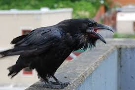 Want to amplify your crow control results? Bird B Gone Blog Crow Bird Raven Bird Bird Control