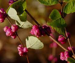 Maybe you would like to learn more about one of these? Care Of Coralberries Information On Growing Coralberry Plants