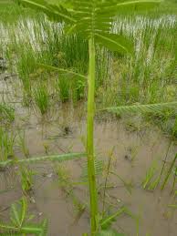 Image result for Sesbania pachycarpa