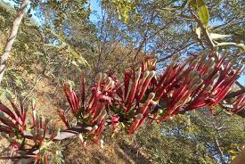 Image result for Tapinanthus dependens