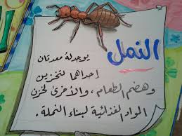 غرائب الحشرات النمل science notes calligraphy