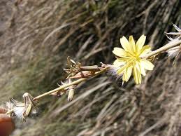 Image result for Launaea