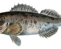 Image result for Sebaea junodii