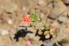 Image result for Lysimachia ruhmeriana