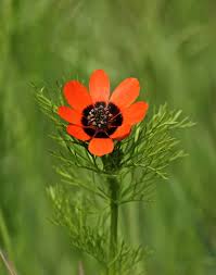 Image result for Aeollanthus ukamensis