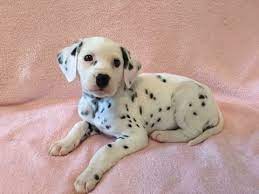 Litter Of 8 Dalmatian Puppies For Sale In Connellys Springs Nc Adn 41380 On Puppyfinder Com Gende Puppies For Sale Dalmatian Puppies For Sale Dalmatian Puppy