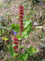 Image result for Rumex ruwenzoriensis