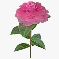 Camellia Plant 3d Model Ad Camellia Plant Model Camellia Plant Plants