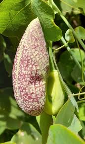 Image result for Aristolochia