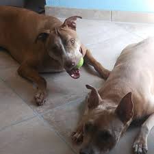 The incident happened at 1:10 p.m. Ak Doggy Motel And Rescue Pet Boarding Service In Port St Lucie