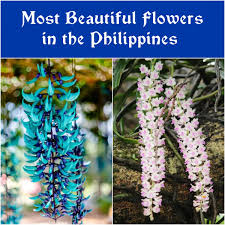 Believed to be one of the largest and rarest flowers, the corpse flower is found in indonesian rainforests and can reach up to 12 feet (3.6 meters) in its natural habitat. 10 Most Beautiful Flowers In The Philippines Owlcation