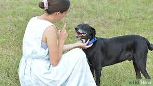 Mar 09, 2021 · exercises to build trust with your dog 1. 4 Ways To Gain A Dog S Trust Wikihow Pet