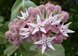 Image result for Asclepias longissima