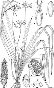 Image result for Hypolytrum heteromorphum