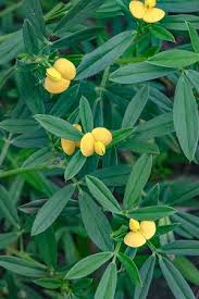 Image result for Stylosanthes