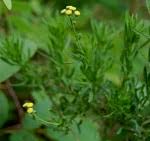 Image result for Schistostephium crataegifolium