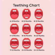 Image result for Teething